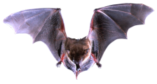 Click on picture for full size Bat transparent background png clip art