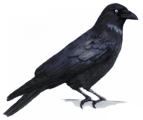 Click on picture for full size Raven transparent background png clip art