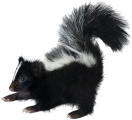 Click on picture for full size Skunk transparent background png clip art