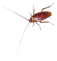 Click on picture for full size Roach transparent background png clip art